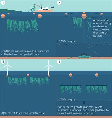 Seaweed afforestation at large-scales exclusively for carbon sequestration: Critical assessment of risks, viability and the state of knowledge